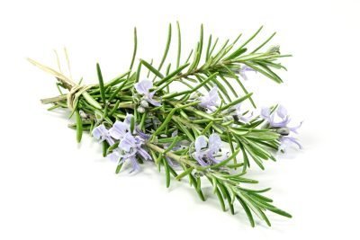 Bunch,Of,Rosemary,Isolated,On,White,Background Gel de Romero 3 en 1 Efecto Reafirmante Piernas Cansadas Refrescante (ref.1080)