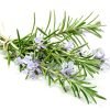 Bunch,Of,Rosemary,Isolated,On,White,Background Gel de Romero 3 en 1 Efecto Reafirmante Piernas Cansadas Refrescante (ref.1080)