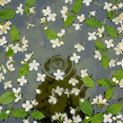 Agua floral jazmin 100% Natural Libre de alcohol y derivados Libre de químicos y aditivos libre de conservantes y colorantes Agua floral jazmin 100% Natural Libre de alcohol y derivados Libre de químicos y aditivos libre de conservantes y colorantes