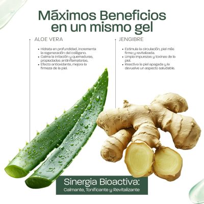 aloe vera jengibre 3 Gel de Aloe Vera y Jengibre – Hidratante, reafirmante y refrescante, con aloe de hoja fresca de cultivo ecológico en España – Cara, Cuerpo y Cabello –Afeitarse Después del sol, Piernas (ref.1066)
